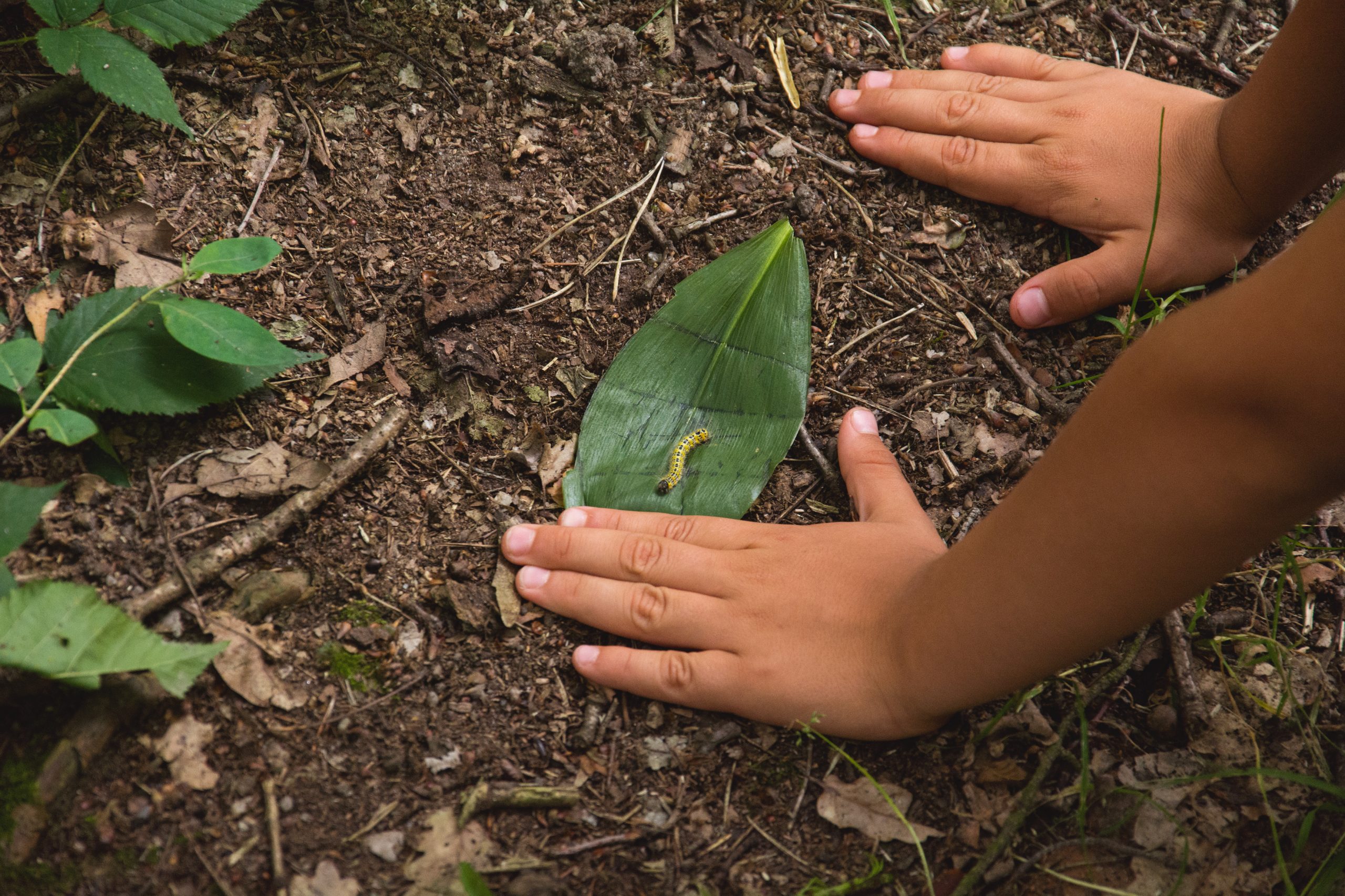 Childrens,Hands,Close-up,On,Forest,Ground.,A,Kid,Plays,With